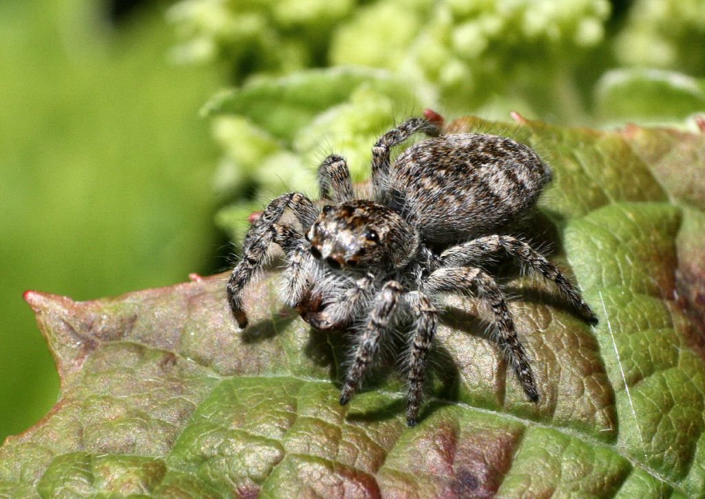 Philaeus chrysops - Lesmo (MB)